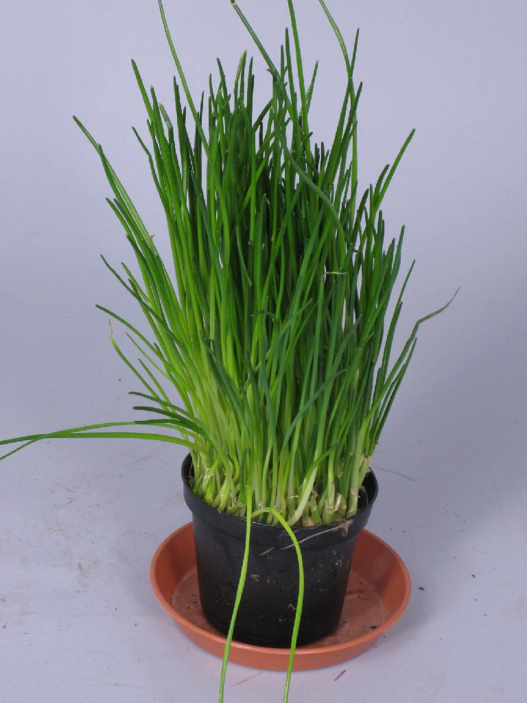 Premium Gefäße Pflanzen Springmann