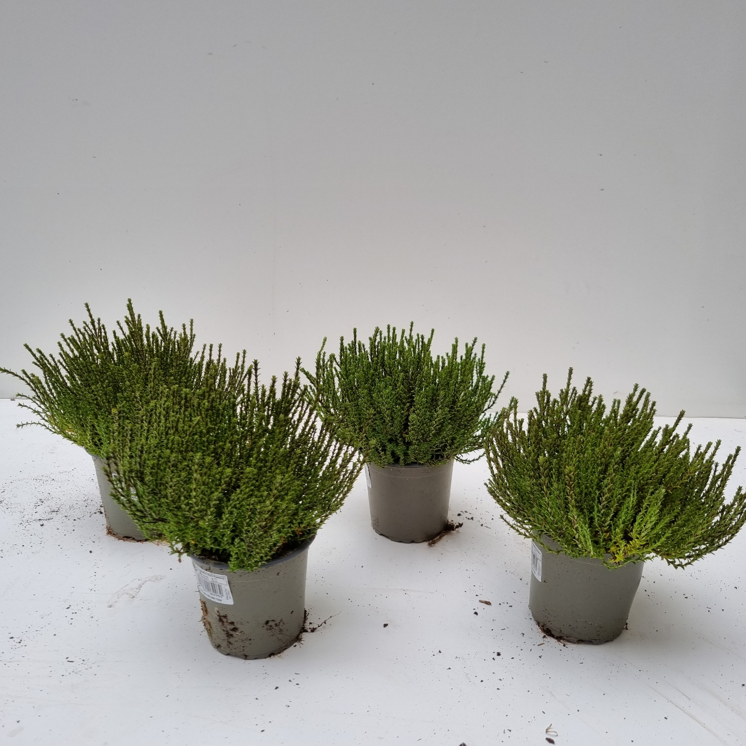 Hebe armstrongii Strauchveronika - Pflanzen Springmann