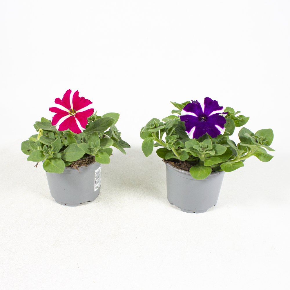 Petunia Hybrid Verschiedene Sorten Petunie - Pflanzen Springmann