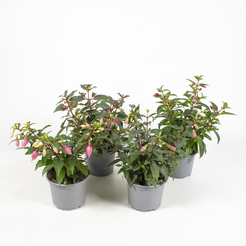 Fuchsia Hybrid Verschiedene Sorten Fuchsie - Pflanzen Springmann