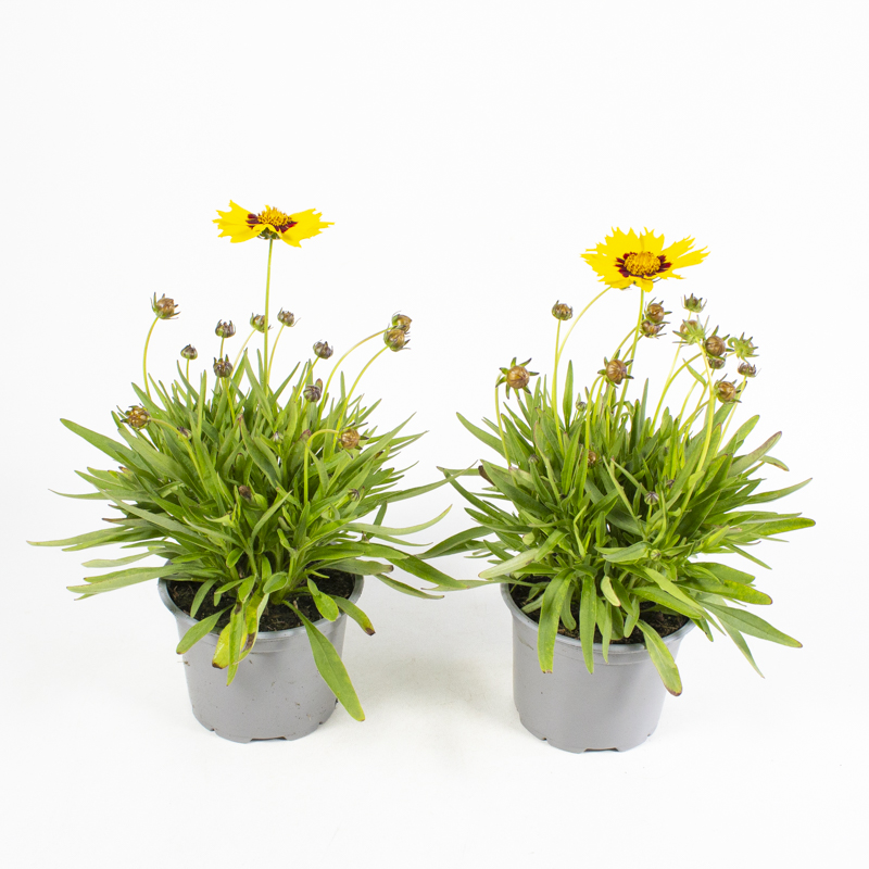 Coreopsis grandiflora Gelb Maedchenauge - Pflanzen Springmann