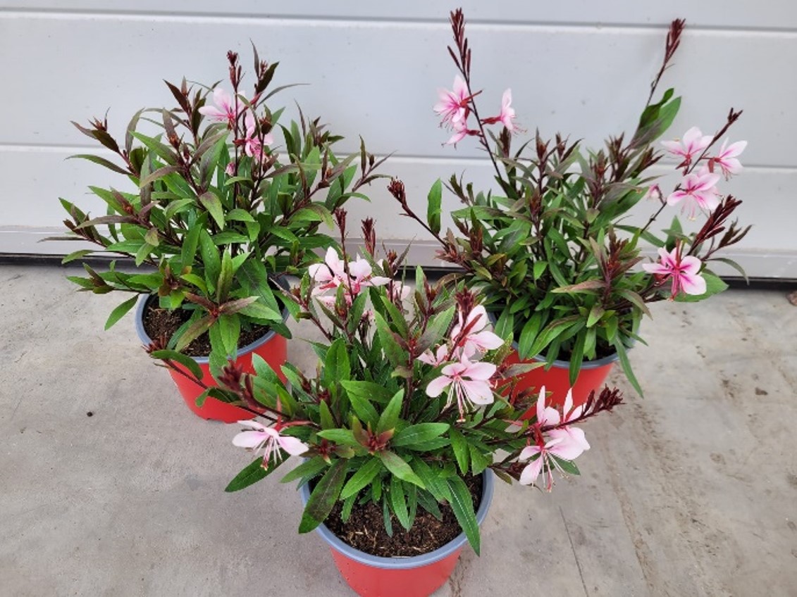 Gaura lindheimeri Steffi pink Prachtkerze - Pflanzen Springmann