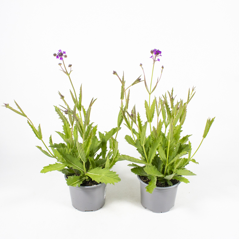 Verbena rigida Lila Eisenkraut - Pflanzen Springmann